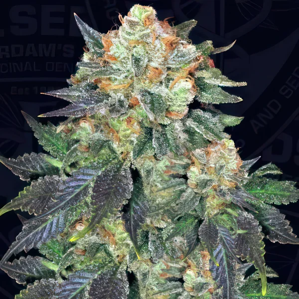 Bubblegum Feminized Seeds