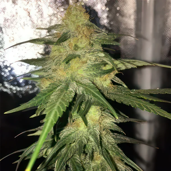 Bubblegum Autoflower Feminized Seeds
