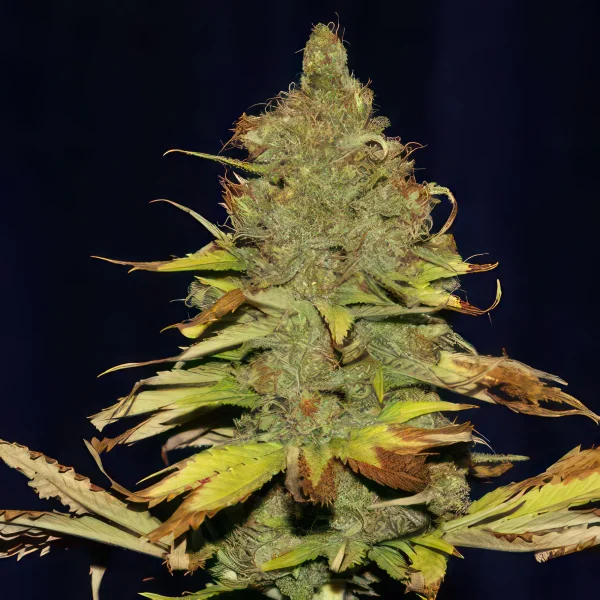 C99 x Blueberry Fast Feminized Seeds