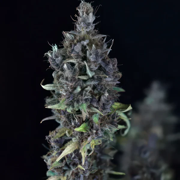 Candy Cream Feminized Seeds