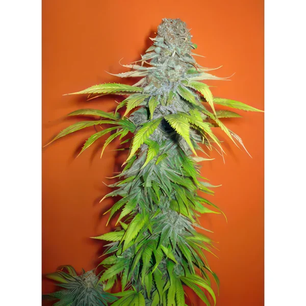 Cream Candy Autoflower Feminized Seeds
