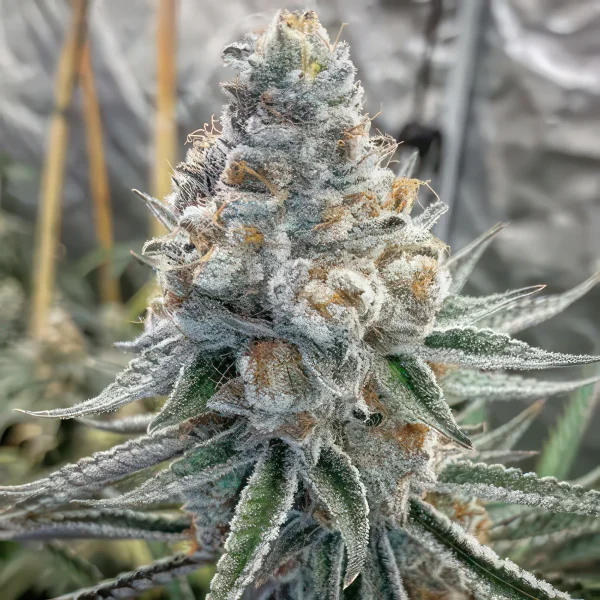 Candy Dosidos Feminized Seeds