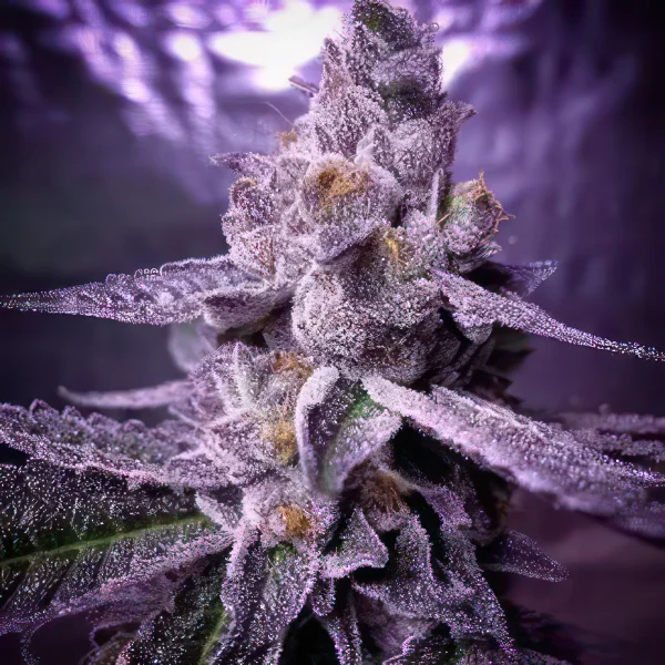 Candyland Peyote Feminized Seeds