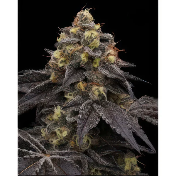 Cement Shoes Feminized Seeds