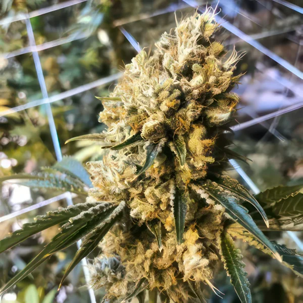 Cheese Autoflower Feminized Seeds