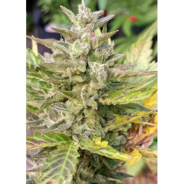 Cheese Cookies Feminized Seeds