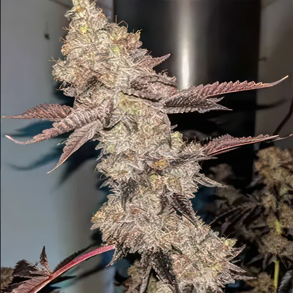 Cheesecake Gelato Autoflower Feminized Seeds