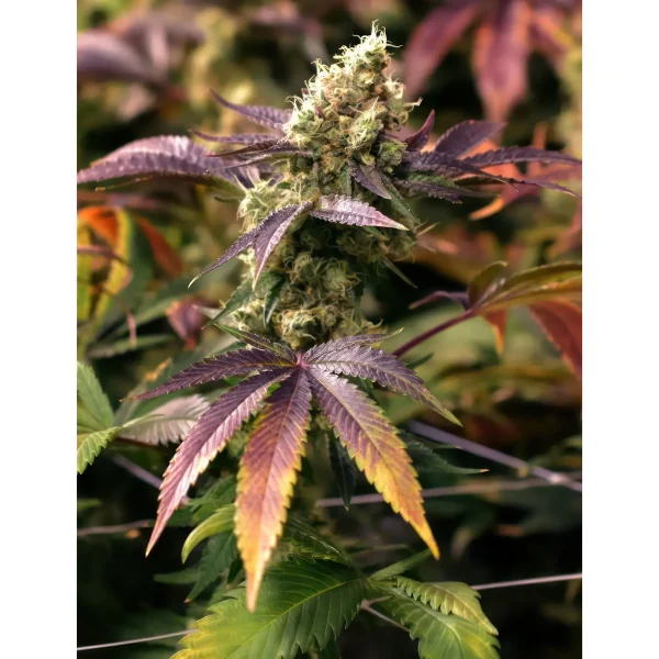 Cherry AK Feminized Seeds