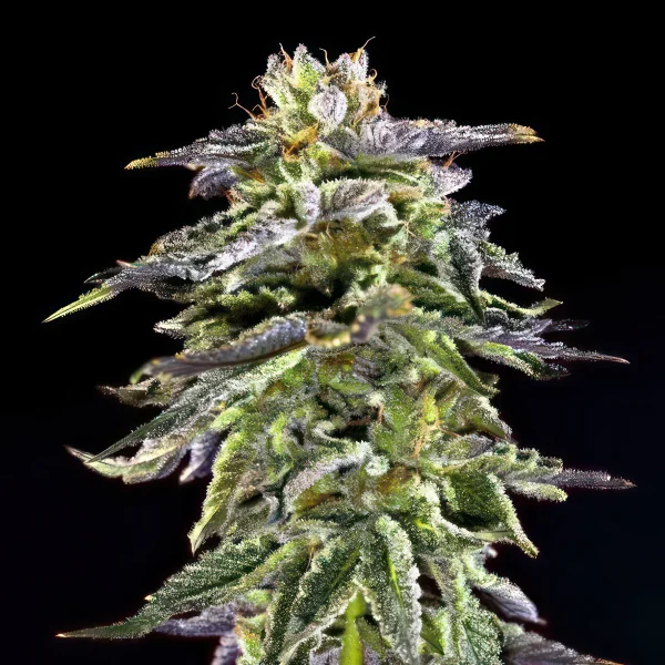 Cherry Pie Autoflower Feminized Seeds