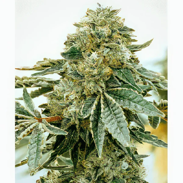 Chocolate Dosi Feminized Seeds