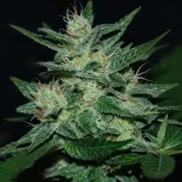 Chocolate Thai Autoflower Feminized Seeds