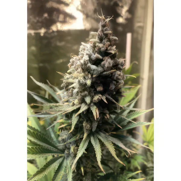 Chocolope Feminized Seeds