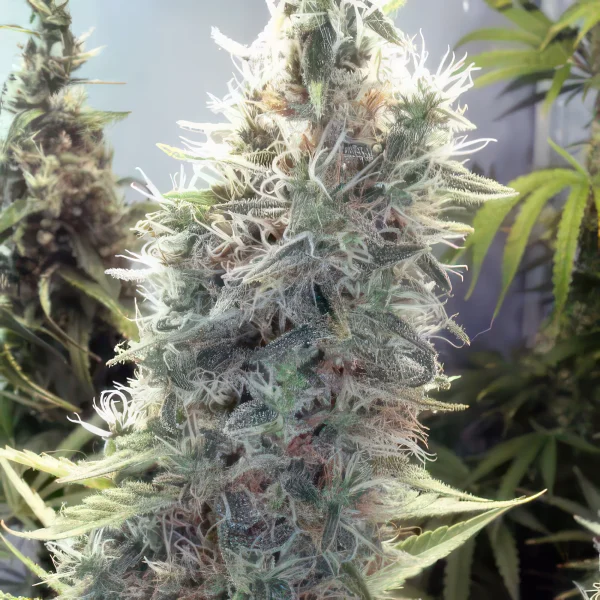 Cinderella 99 Feminized Seeds