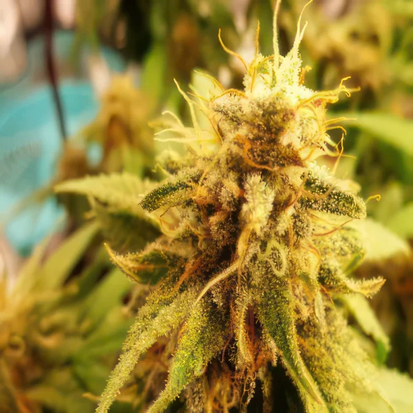 Columbian Gold Autoflower Feminized Seeds