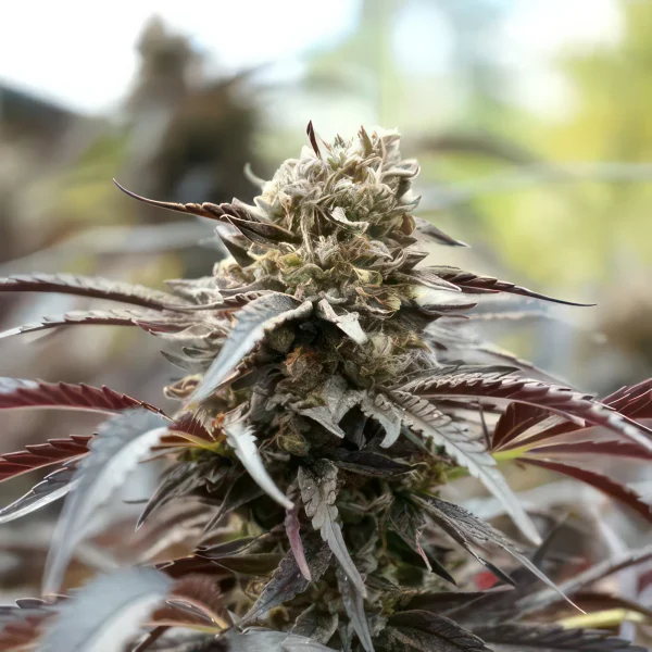 Cosmic Runtz Autoflower Feminised Seeds