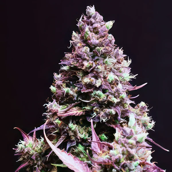 Cream Caramel Auto Feminised Seeds