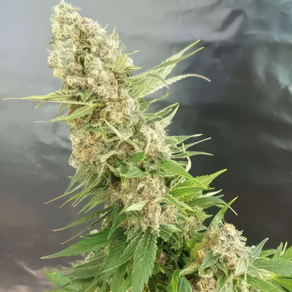 Critical Gorilla Feminized Seeds