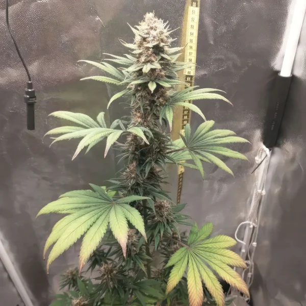 Critical Kush 2 Feminized Seeds