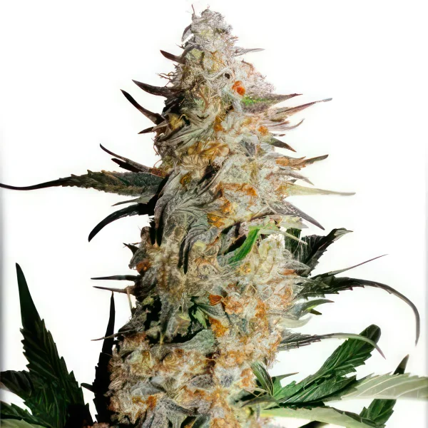 Critical Orange Punch Feminized Seeds