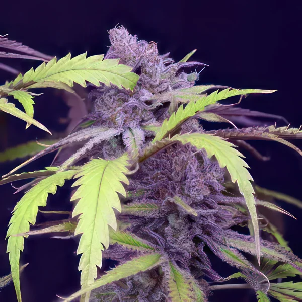 Critical Purple Kush Feminized Seeds
