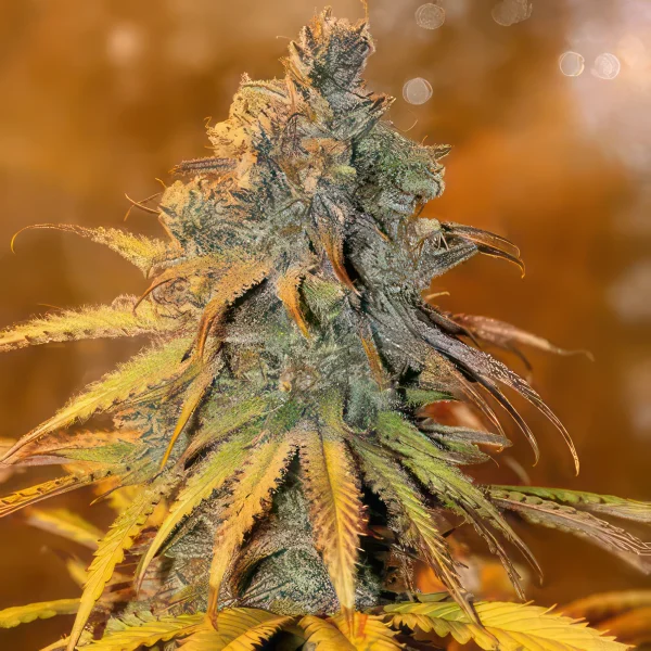 Critical Purple Kush Autoflower Feminized Seeds