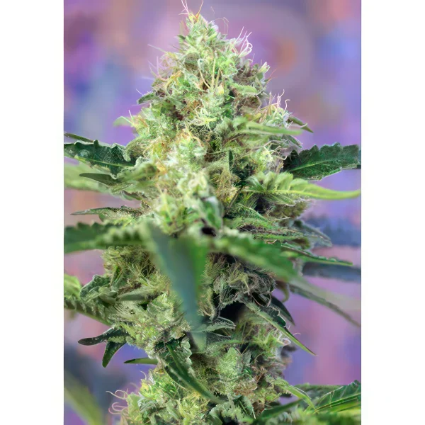 Crystal Candy Feminized Seeds