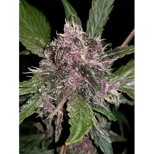 Crystal Meth Autoflower Feminized Seeds