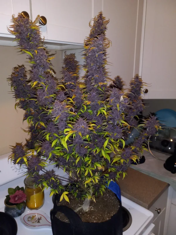 Dark Devil Autoflower Feminized Seeds - Image 4