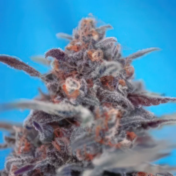 Devil Cream Auto Feminised Seeds