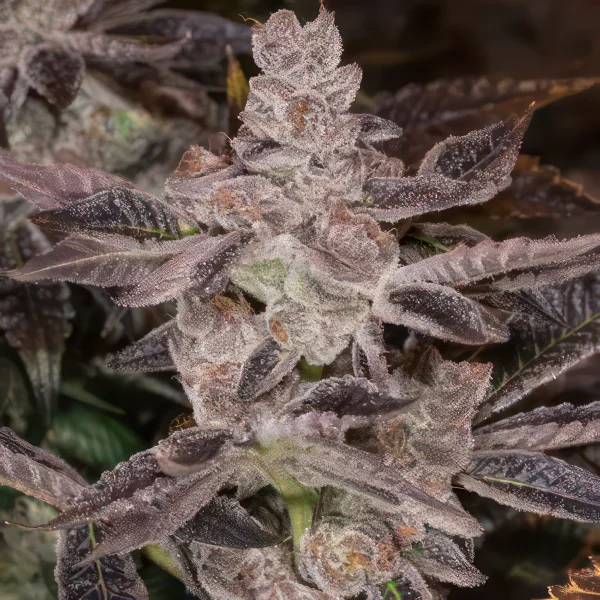 Do Si Dos Feminized Seeds