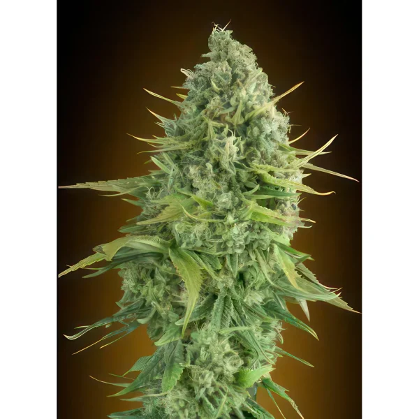 Do Si Dos Autoflower Feminized Seeds