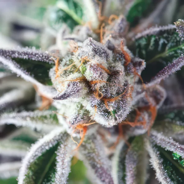 Do Si Dos Fast Feminized Seeds