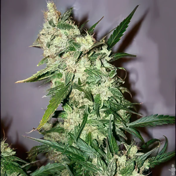 Early Skunk Feminized Seeds