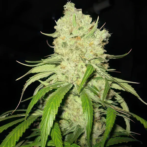 Fire Alien Strawberry Feminized Seeds