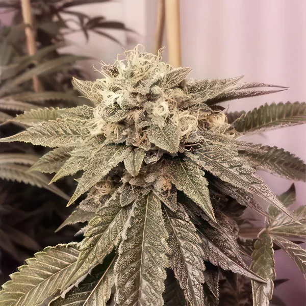 Fire Kush Feminized Seeds