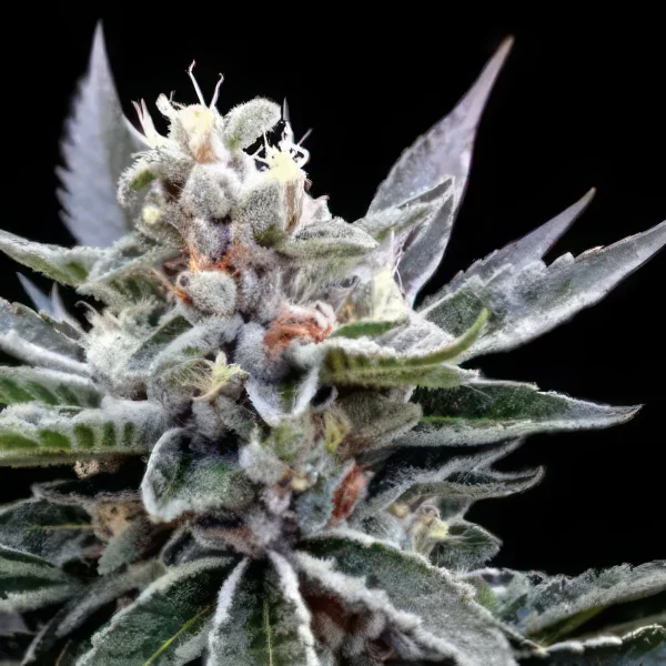 Florida Gold Feminized Seeds