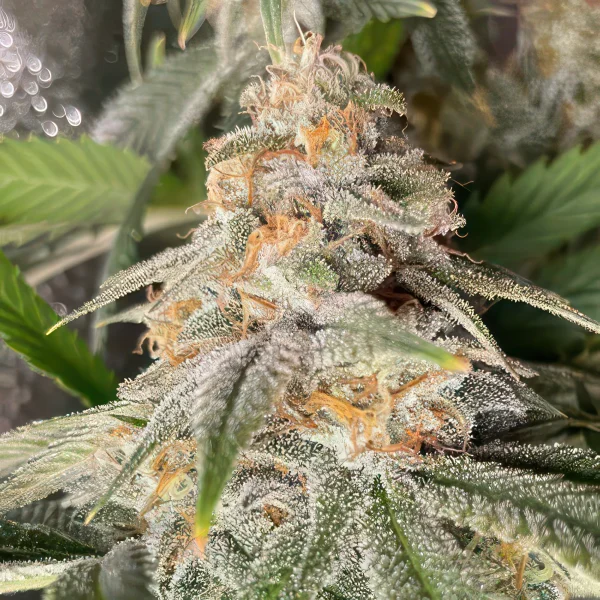 Florida Sunrise Feminized Seeds