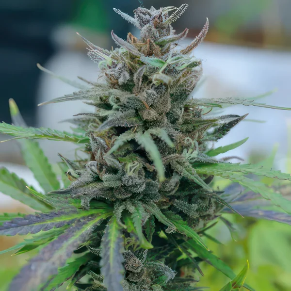 Forbidden Fruit Feminized Seeds