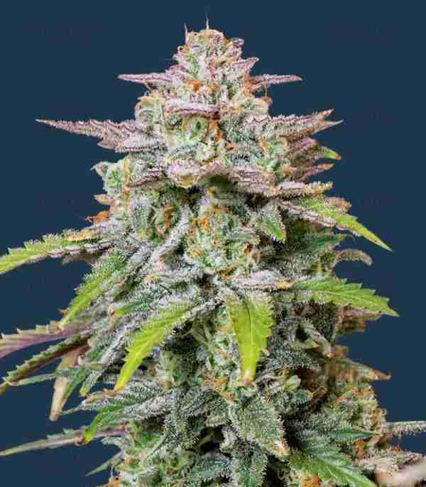 Forbidden Runtz Autoflower Feminized Seeds - Image 4