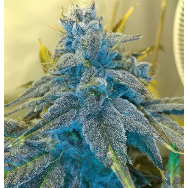 Frosty Blue OG Feminized Seeds