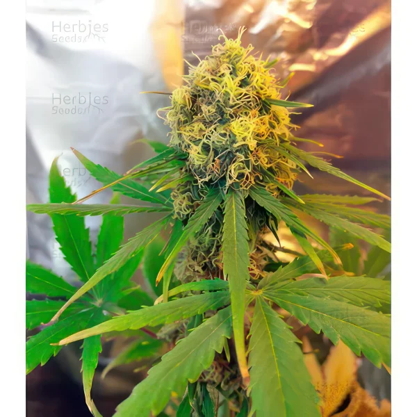 Fresh Candy Autoflower Feminized Seeds