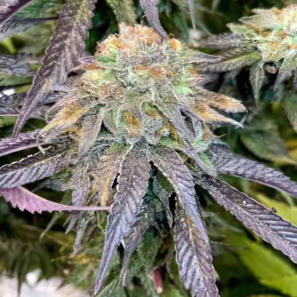 Frosted Guava Feminized Seeds