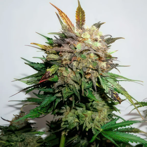 Glueberry OG Feminized Seeds