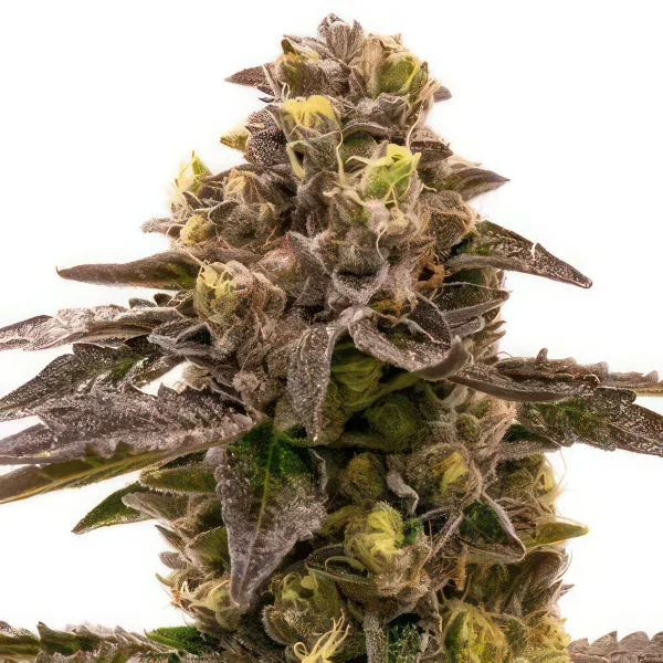 Blueberry Lemon Haze Autoflower Feminized Seeds