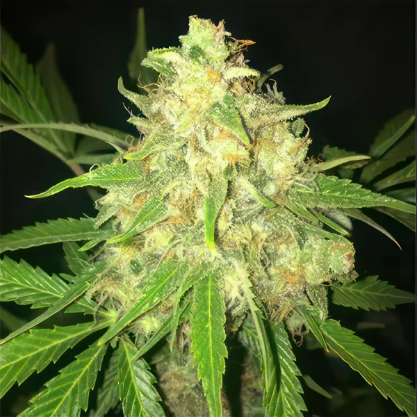 Moby Dick Feminized Seeds