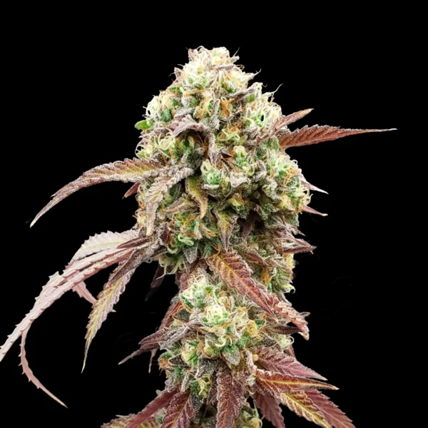Gelato 41 x Gelato 41 Autoflower