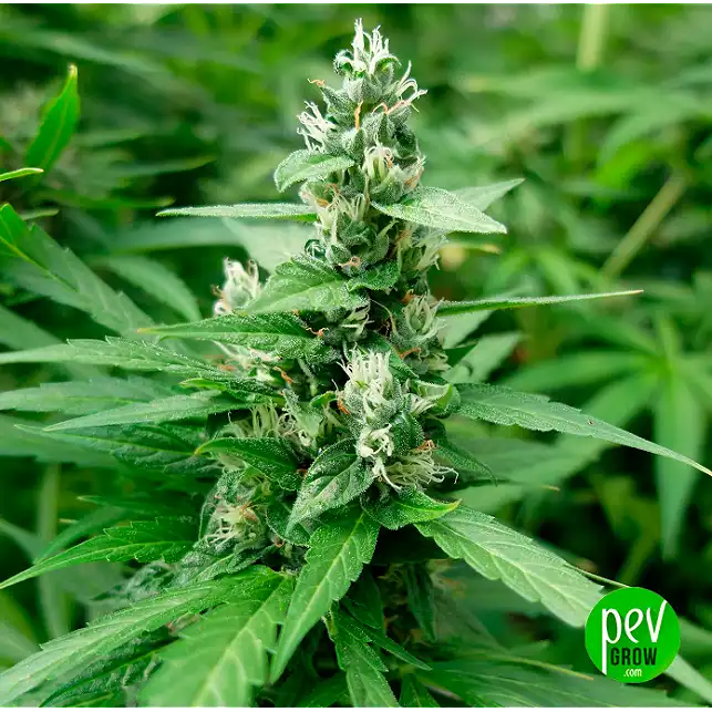 Dedoverde Haze Feminised Seeds - Image 2