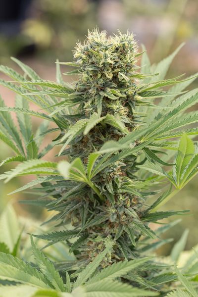 Dedoverde Haze Feminised Seeds